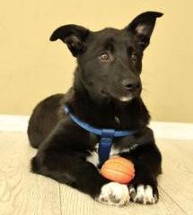 Ник щенятник